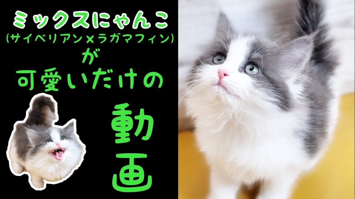 ミックス猫(サイベリアン×ラガマフィン)子猫【鶴見元宮店】 ミックス猫(サイベリアン×ラガマフィン)子猫【鶴見元宮店】