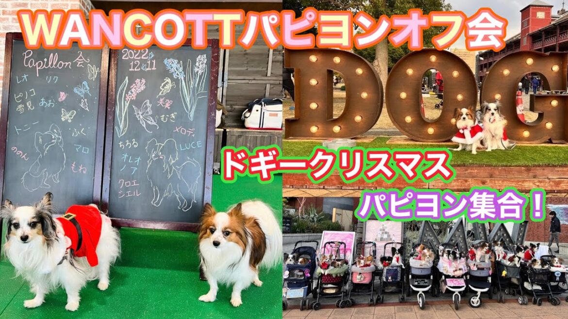 【WANCOTTパピヨン会】初開催!!ドギークリスマスも行ったよ~! #パピヨン #papillon #wancott #ワンコット #ココグルメ 【WANCOTTパピヨン会】初開催!!ドギークリスマスも行ったよ~! #パピヨン #papillon #wancott #ワンコット #ココグルメ