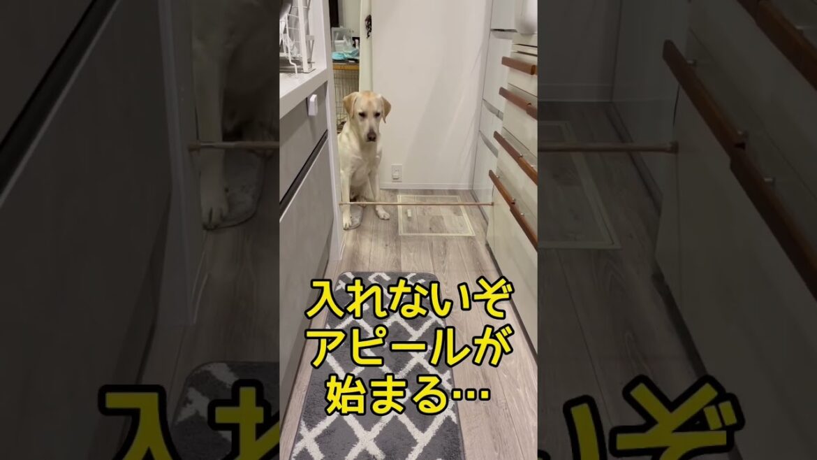 ラブラドールって賢い?盲導犬とは違った頭の使い方 #shorts #shortvideo ラブラドールって賢い?盲導犬とは違った頭の使い方 #shorts #shortvideo