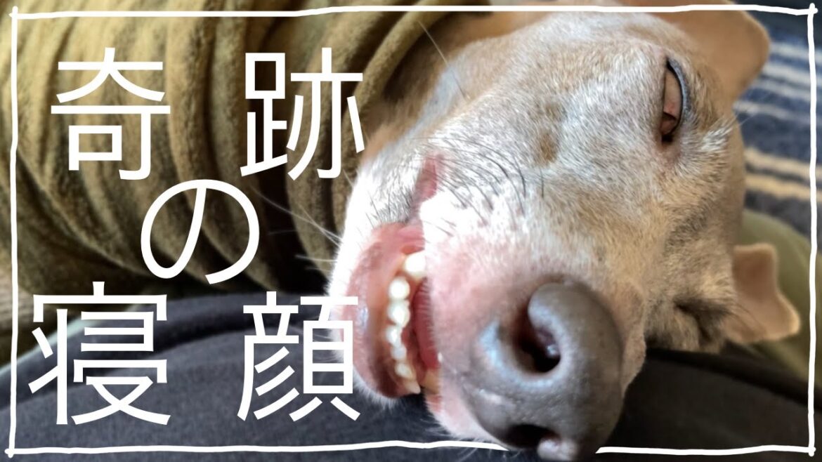 奇跡の寝顔ができるまで...【イタリアングレーハウンド】