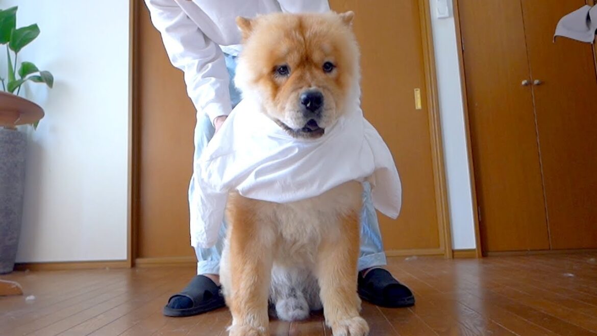 チャウチャウにTシャツを着せてみたらかわいすぎた