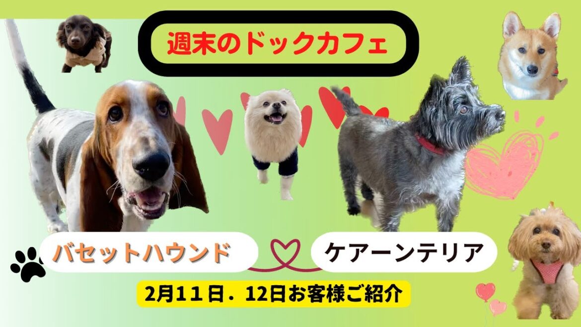 「バセットハウンド」と「ケアーンテリア」（2/11,2/12お客様ご紹介）