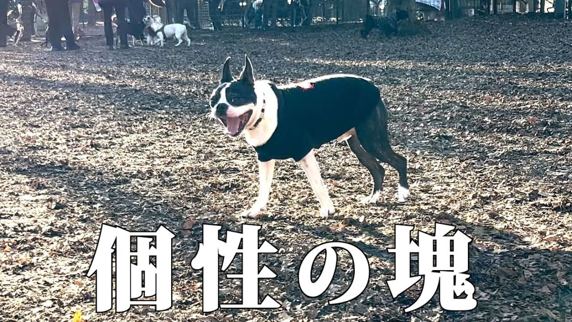 ドッグランでの立ち回りが独特すぎるボストンテリア ドッグランでの立ち回りが独特すぎるボストンテリア