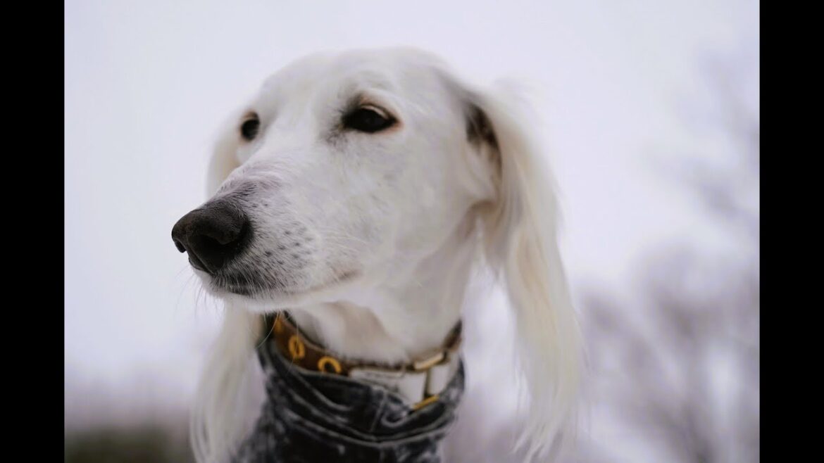 サルーキ　みしぇるは、ハスキーボイス♪（Saluki)