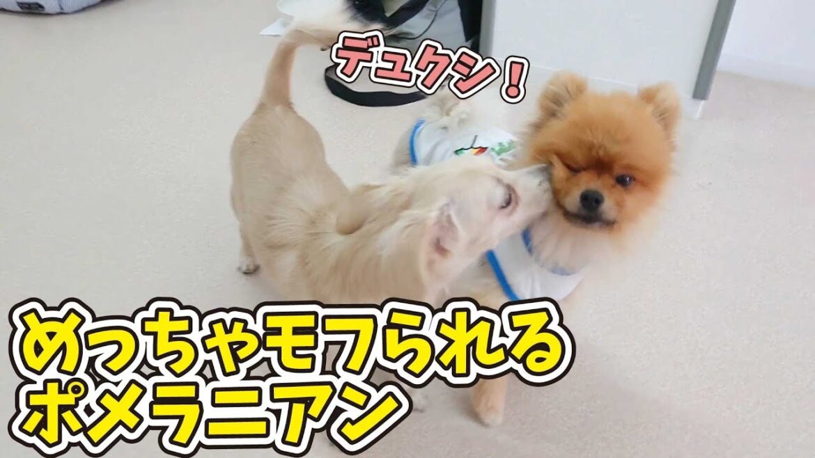 デュクシ！めっちゃモフられるポメラニアン 🐶ひみつきちなう！①🐶 (チワックス,レークランドテリア,チワワ) 2019年9月7日