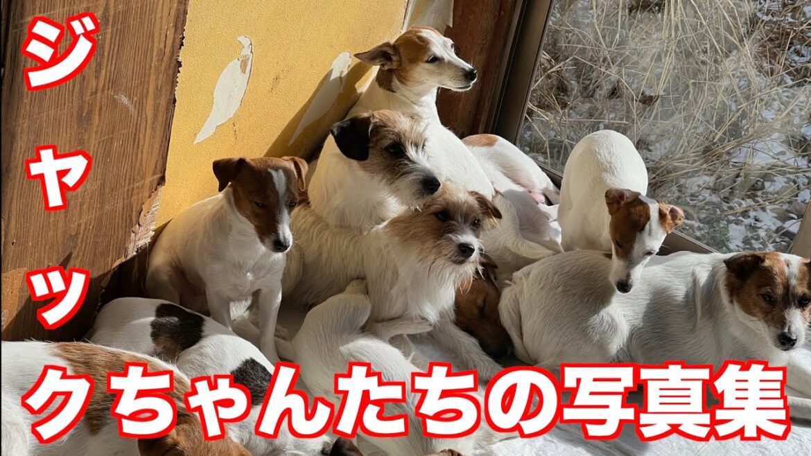 【ジャックラッセルテリア】ジャックちゃん達のかわいい写真や奇跡的に撮れた写真を集めてみました動物癒し動画「にくきゅう」