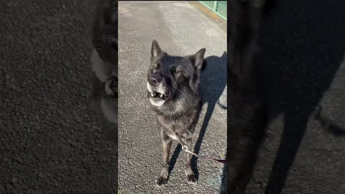 危険を察知して遠吠えするベストラ #ノーブルシェパード #wolfdog
