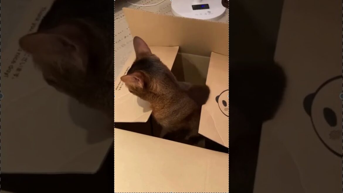 アビシニアン猫届きました。Abyssinian cat from the box.