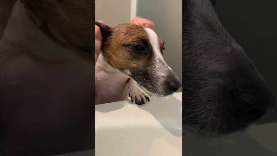 ジャックラッセルな犬。お臭いになられたので入浴。