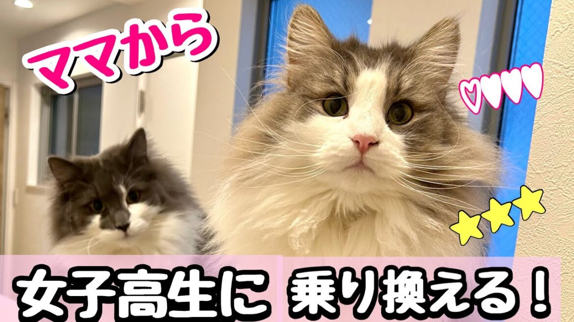 【癒し】女子高生の部屋に住み着いたノルウェージャンフォレストキャットの日常