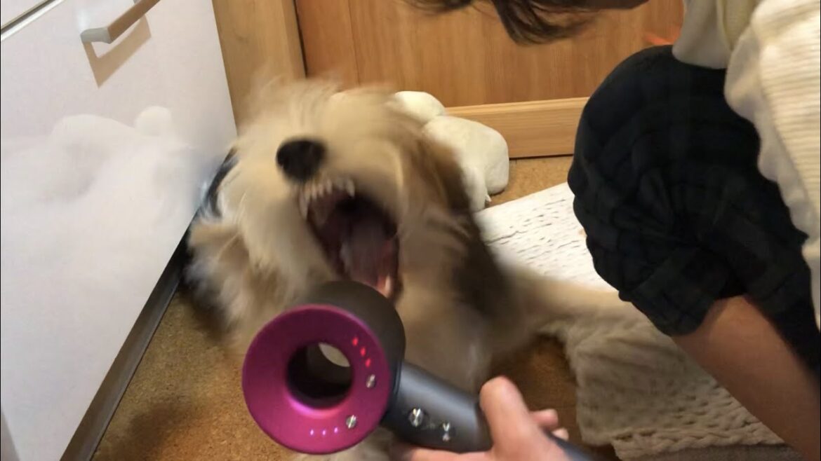 やっぱり怖すぎるプチバセの子犬