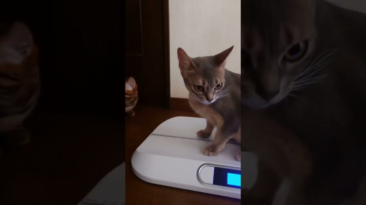 【猫の体重測定】太り過ぎなければ大丈夫（ベンガル猫とアビシニアン）pretty cat clips #Shorts