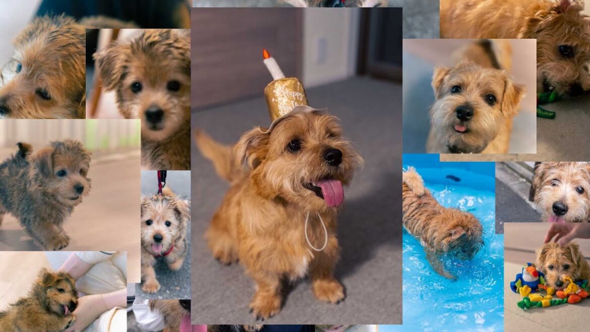 1年後の世界- ノーフォークテリアのいる暮らし Vol.8