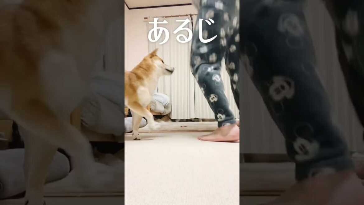 何度も優しい柴犬こむぎ【あるじのステップ】 何度も優しい柴犬こむぎ【あるじのステップ】