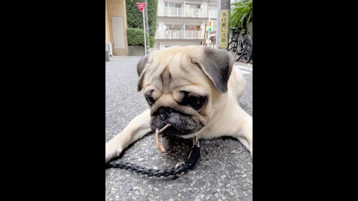 [パグ]こらー！😡拾い食いしないの！ ﾍﾍﾍ🐶♪(naughty boy) #shorts