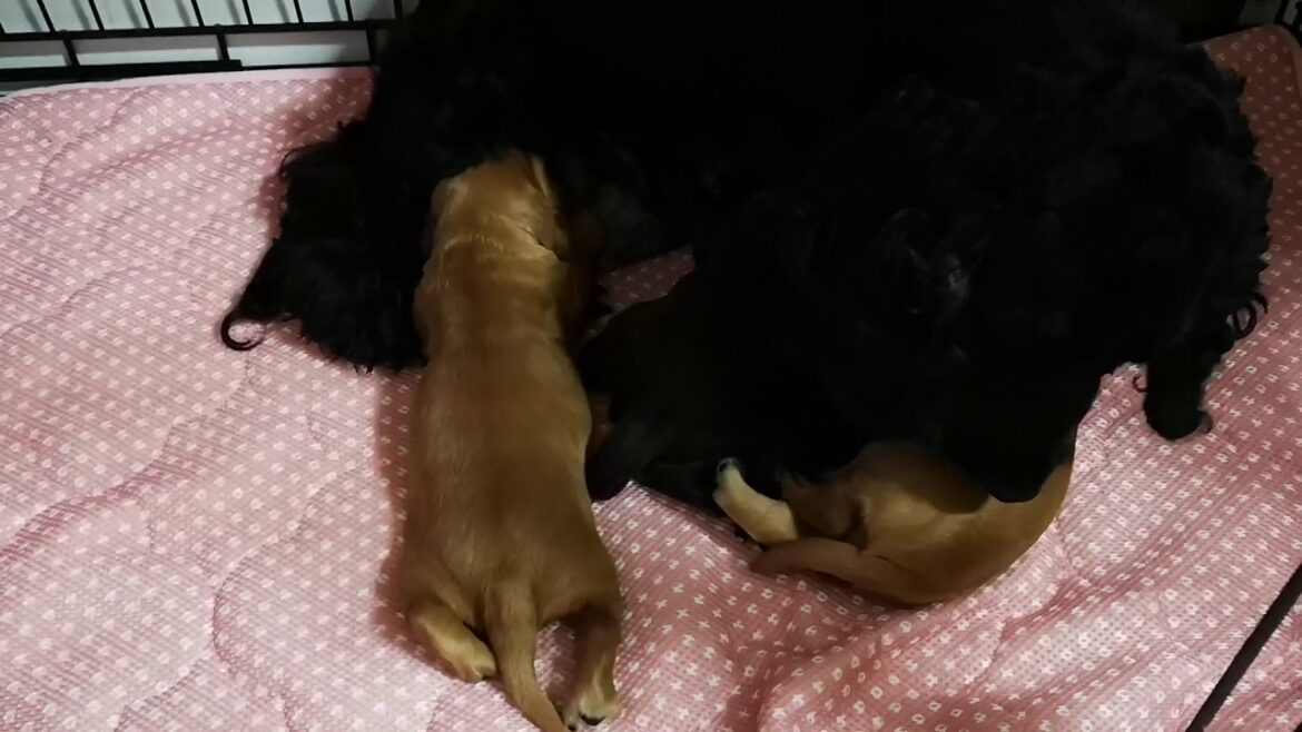 イングリッシュコッカースパニエル2019年6月6日生子犬 生後15日
