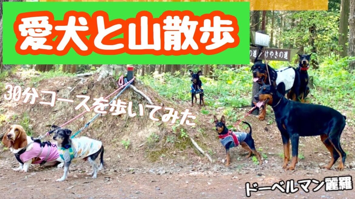 犬と山散歩(宮城県)　withドーベルマン・ロットワイラー・ミニチュアピンシャー・バセットハウンド・チャイニーズクレステッドドッグ【doberman】
