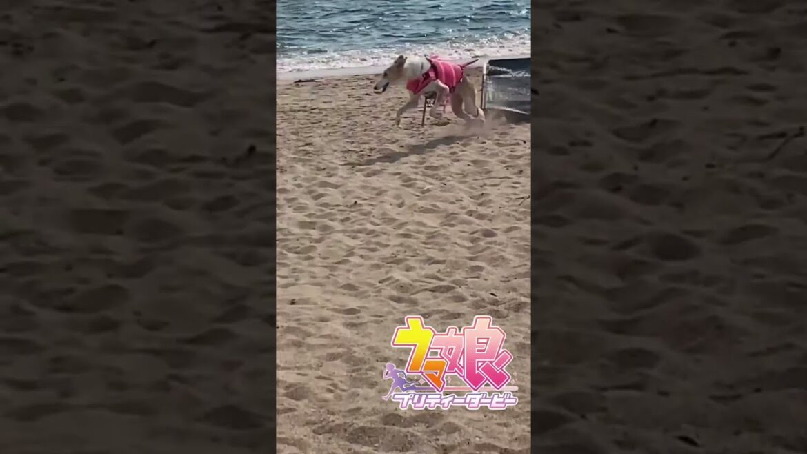 【衝撃映像】興奮して走り回る犬【大型犬ボルゾイ】#Shorts