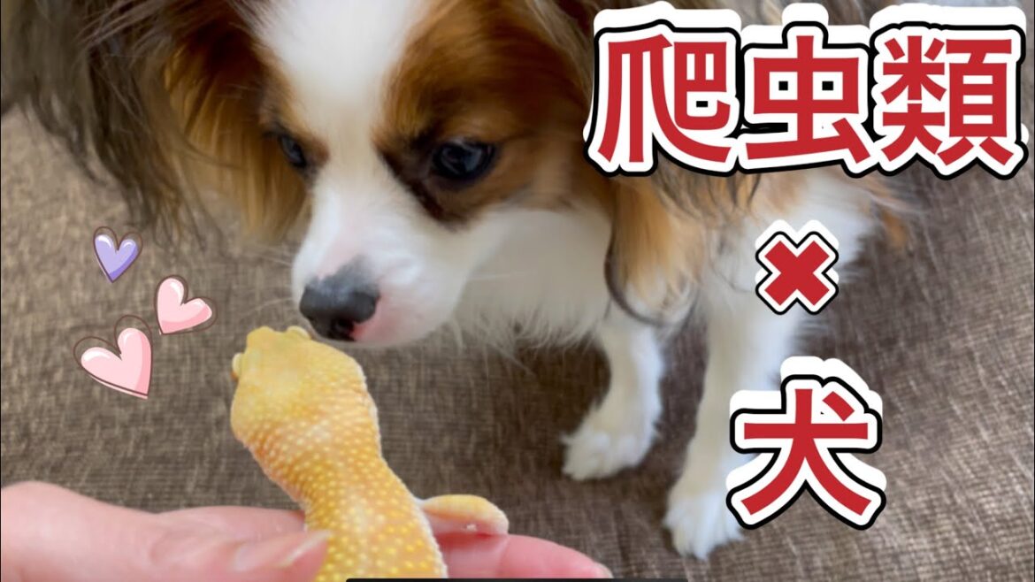 【パピヨン】犬と爬虫類のヒョウモントカゲモドキが対面 | dog and gecko.