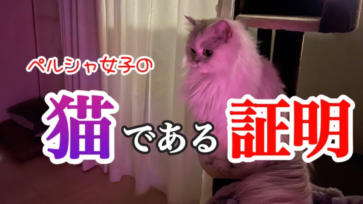 【猫動画】ペルシャ女子の『猫である証明』