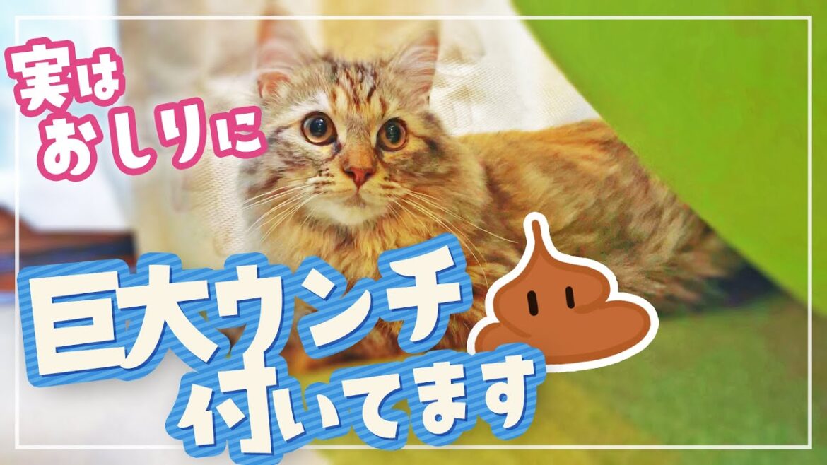 お尻に特大うんちを付けて部屋中を走り回ったテロリスト猫がコチラです【サイベリアン】 お尻に特大うんちを付けて部屋中を走り回ったテロリスト猫がコチラです【サイベリアン】