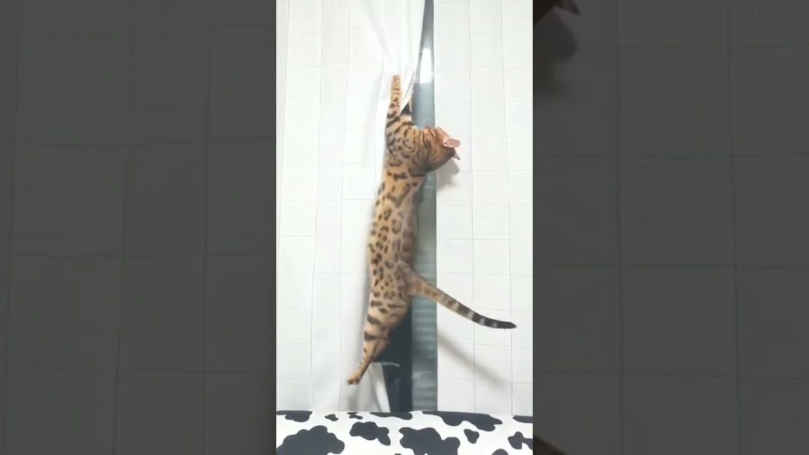 飼育崩壊？わんぱく猫の日常（ベンガル猫とアビシニアン）BEST FUNNY CATS&KITTENS #shorts