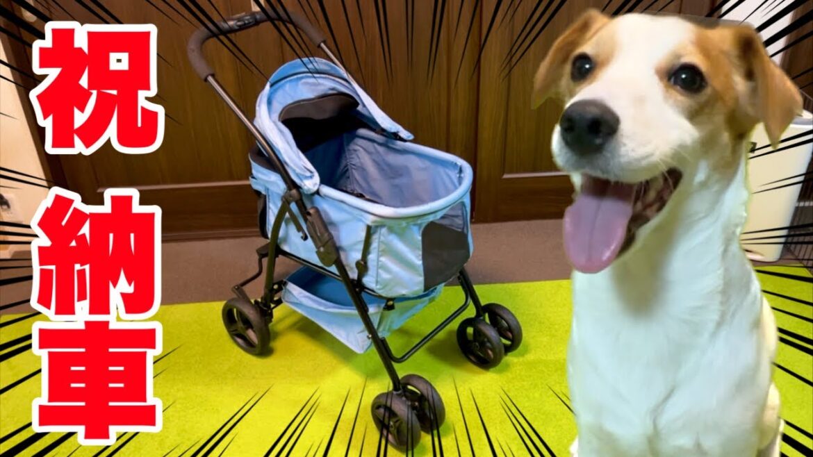 【歓喜】念願のカートを手に入れた犬の反応が可愛い過ぎた［しゃべる犬 ジャックラッセルテリア］