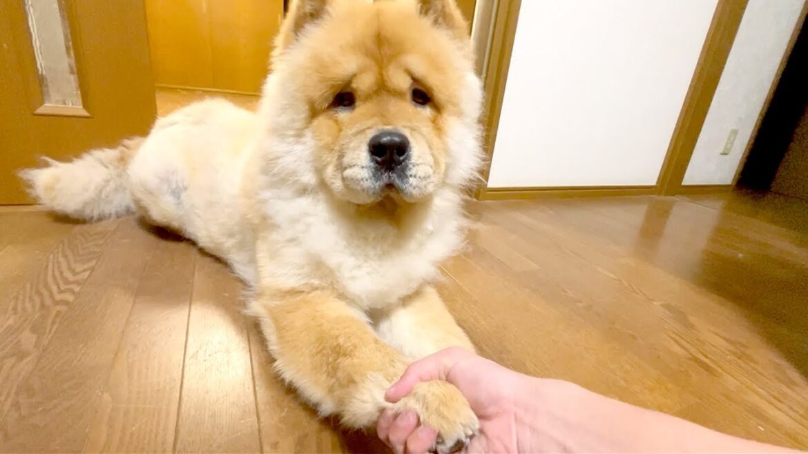 チャウチャウ犬との握手会が始まりました