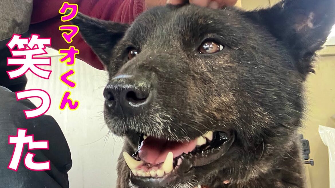 笑顔第一号‼️ 繁殖屋崩壊レスキュー甲斐犬クマオくん