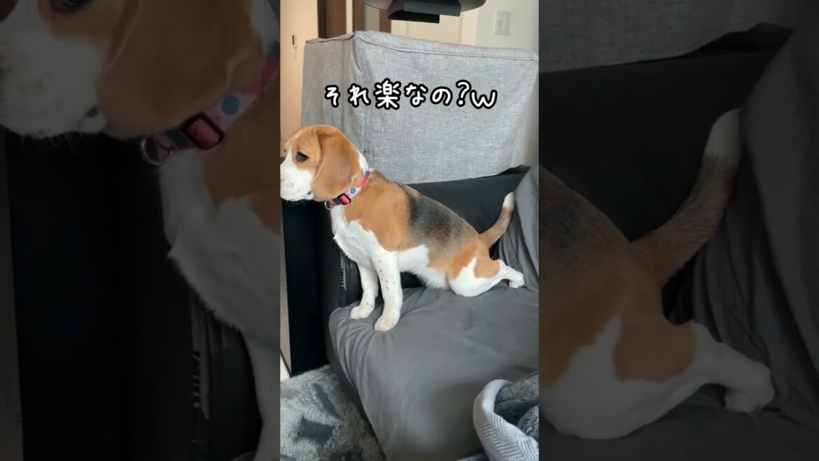 座り方のクセが強すぎるビーグル犬 #shorts 座り方のクセが強すぎるビーグル犬 #shorts