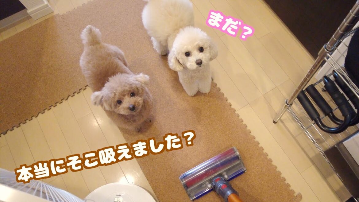 愛犬の昼寝中に掃除を始めたら厳しく監視する現場監督犬が誕生しました… 愛犬の昼寝中に掃除を始めたら厳しく監視する現場監督犬が誕生しました…