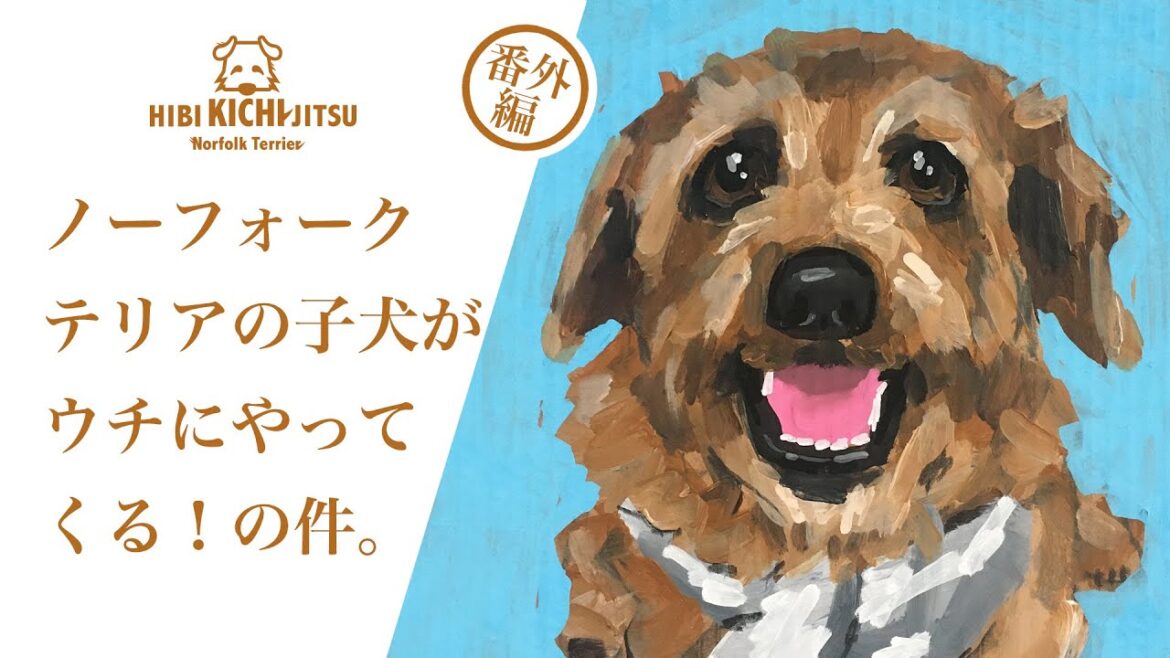 ノーフォークテリアの子犬がやってくる！【ノーフォークテリア norfolkterrier dog puppy 】