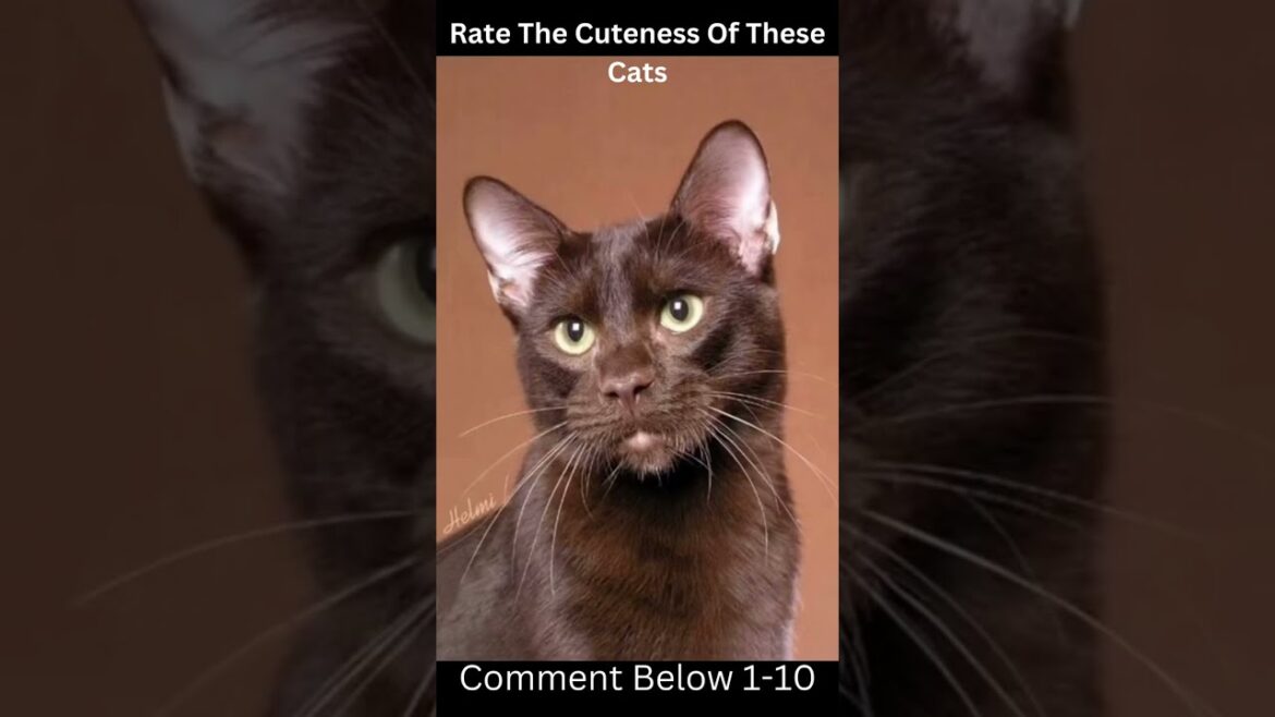 Rare Brown Cats #shorts