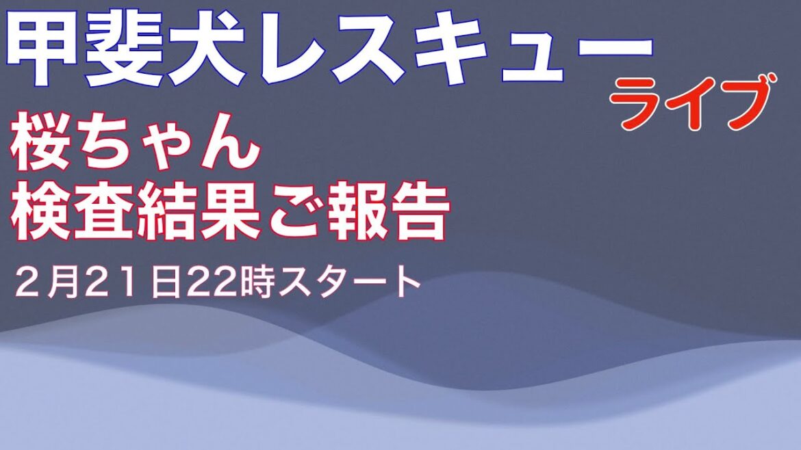 甲斐犬 サクラちゃん検査結果ご報告ライブ　悪質繁殖屋崩壊