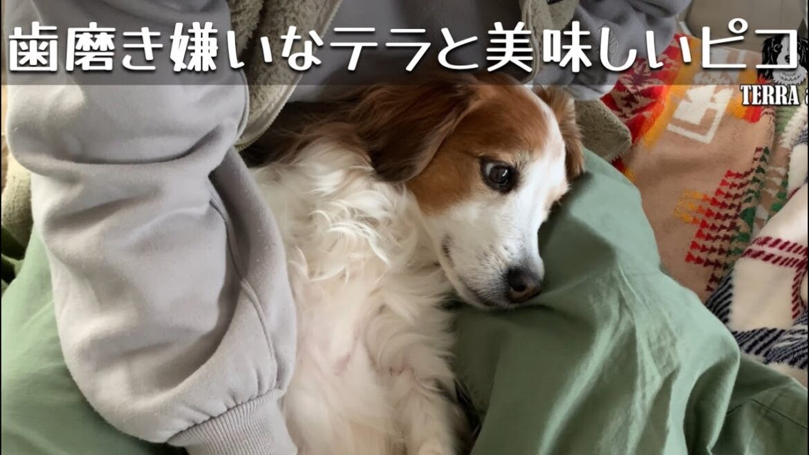 歯磨き嫌いなテラと歯磨きが美味しいピコ♪ コーイケルホンディエのテラとノバスコシアダックトーリングレトリバーのピコとの暮らし