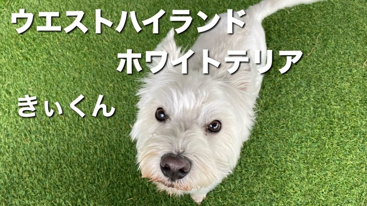 ウエストハイランドホワイトテリア　きぃくん【West Highland White Terrier】
