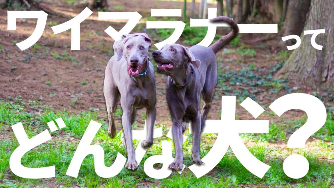 ワイマラナーってどんな犬？見たらワイマラナーの虜になる！特徴や大変な点を紹介します！