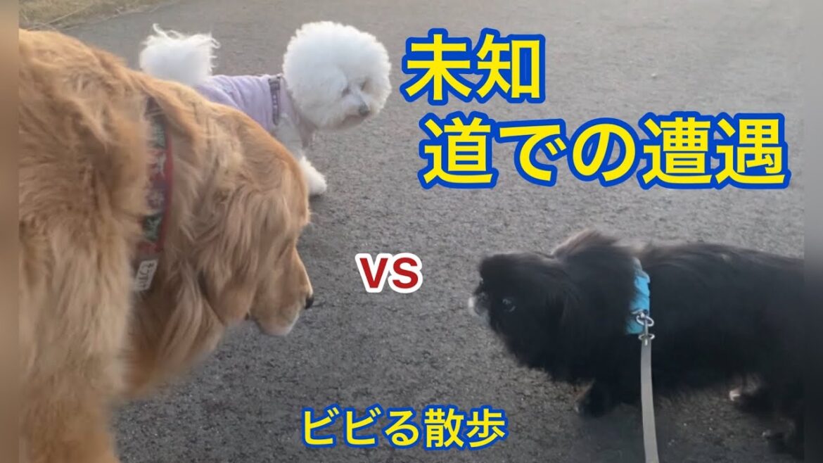 【未知での遭遇】ペキニーズ犬の反応は？ゴールデンレトリバー|ビションフリーゼ|peki|dog|vlog