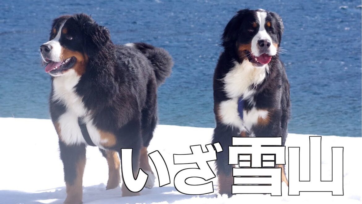 はじめての雪山に興奮する1歳のバーニーズマウンテンドッグ はじめての雪山に興奮する1歳のバーニーズマウンテンドッグ