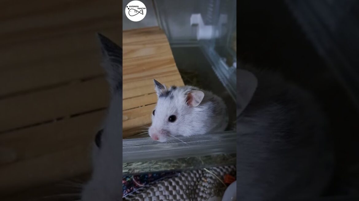 我が家のダルメシアンハムスター【ハムスター】