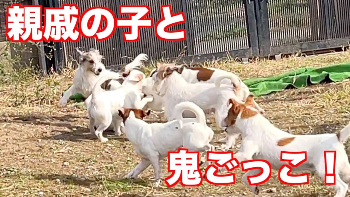 【ジャックラッセルテリア】親戚のワンちゃんが遊びに来てみんな大興奮！！鬼ごっこが始まる動物癒し動画「にくきゅう」
