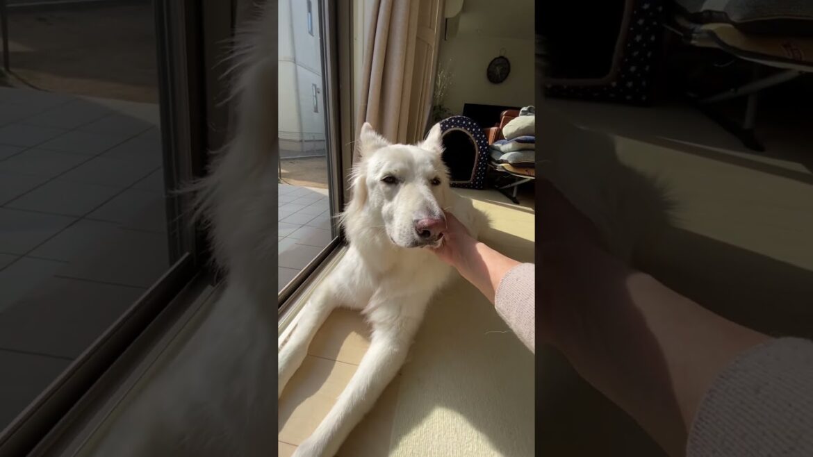 ホワイトシェパードのれお。一階の窓際は日中は暑くてお昼寝できません。#shorts