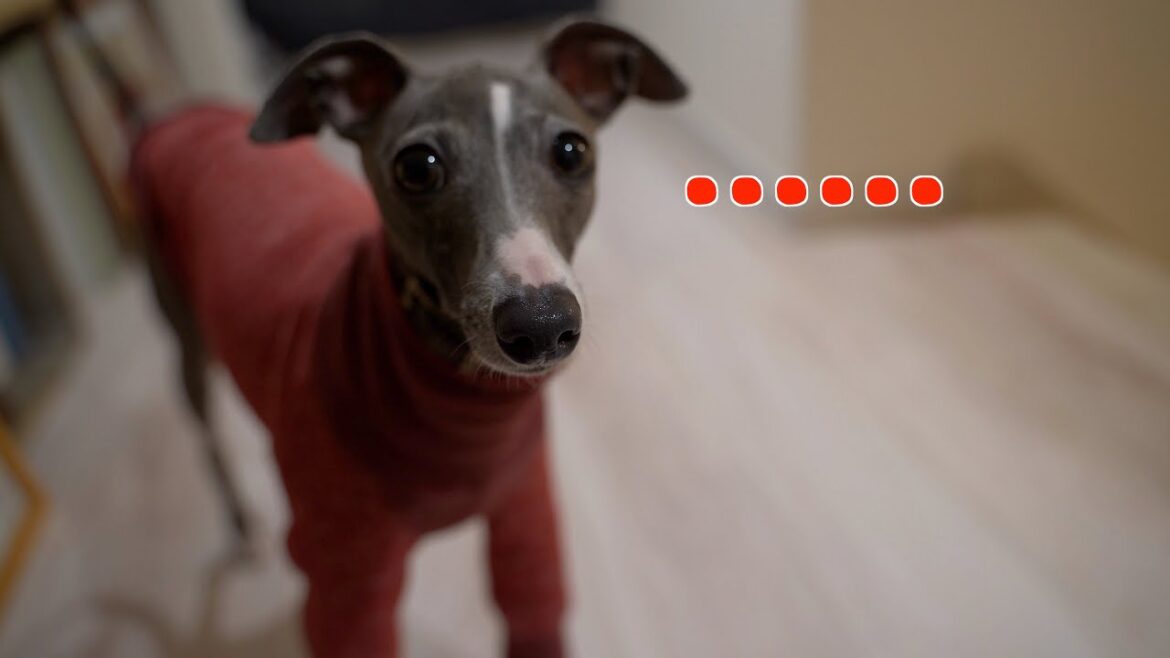 ハウス断固拒否！する犬【イタリアングレーハウンド】