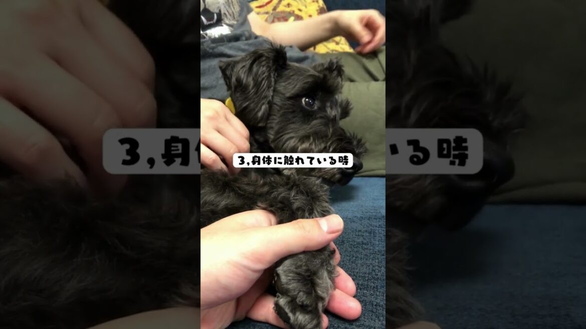 愛犬と暮らす幸せな瞬間|犬ラブ 愛犬と暮らす幸せな瞬間|犬ラブ