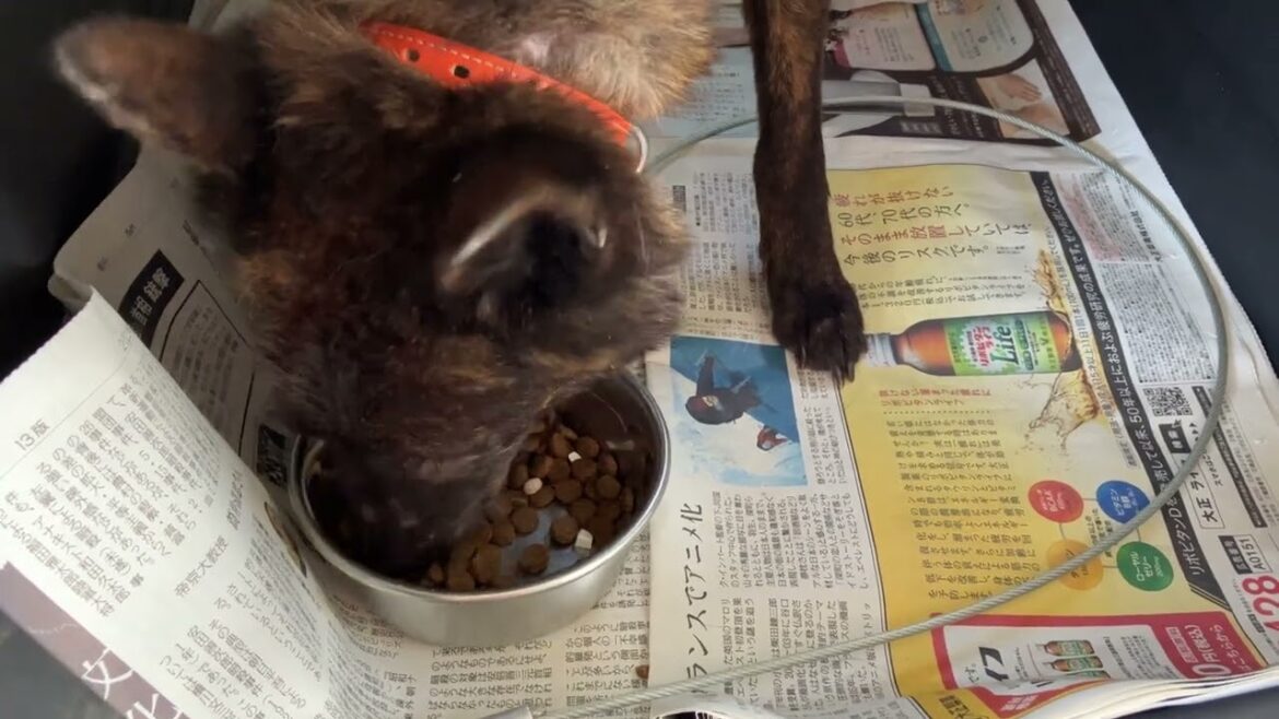 甲斐犬 桜ちゃんご飯バクバク食べました❗️それもトッピング無し
