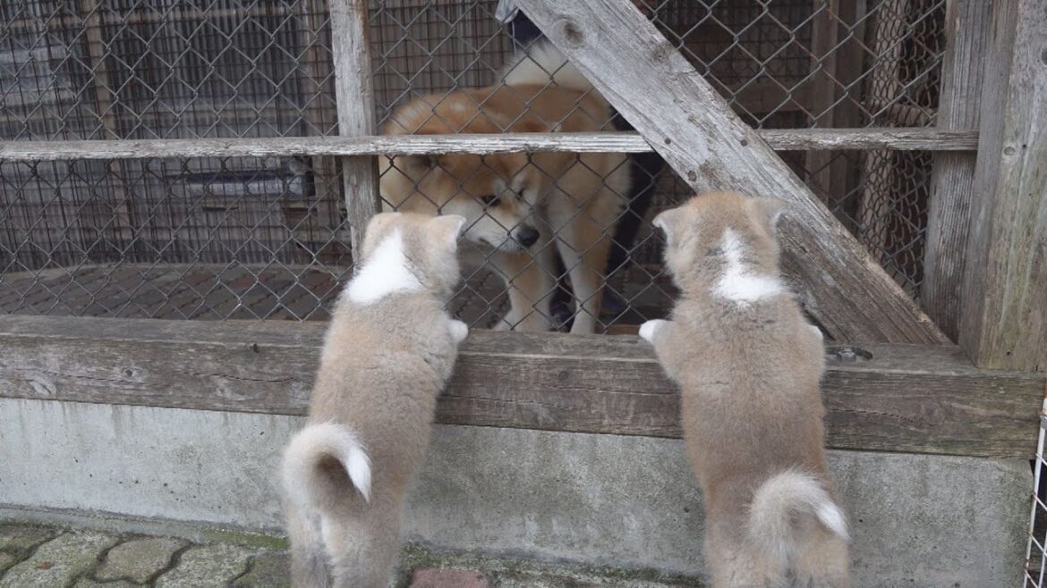 じいちゃんの秋田犬【子育て編】＃6　元気に走り回る姿に成長を感じる