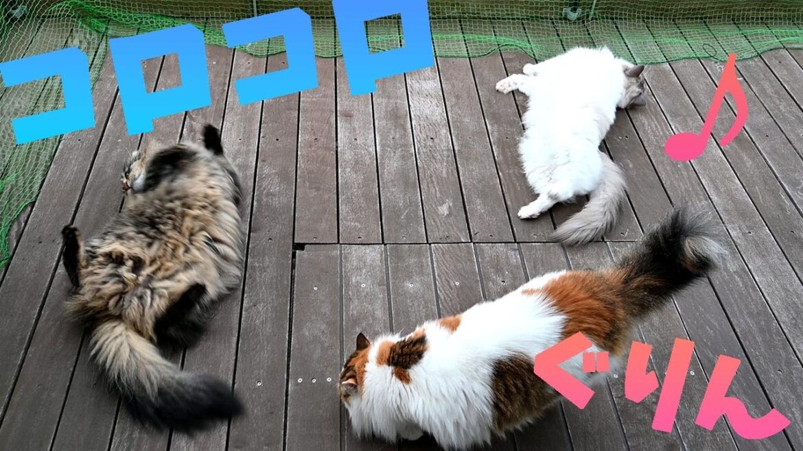 晴れた日はベランダで転がるメインクーンとラグドール、サイベリアンはまだまだ練習中です 晴れた日はベランダで転がるメインクーンとラグドール、サイベリアンはまだまだ練習中です