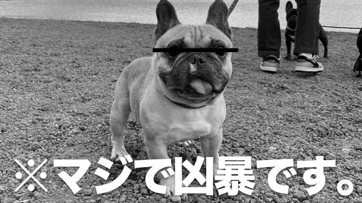フレンチブルドッグが凶暴だとわかる動画