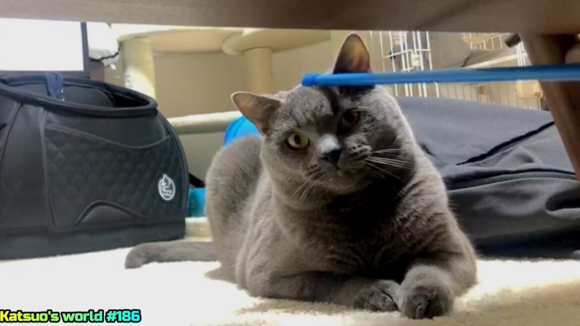 じゃれ猫【シャルトリュー】 じゃれ猫【シャルトリュー】