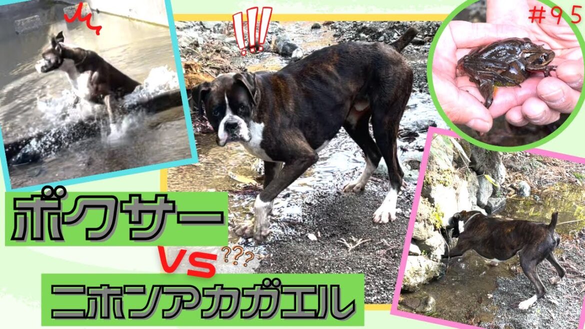 【ボクサー】春を探しに山へ行ったら、予想をはるかに超えました。。。